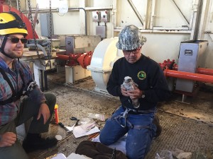 As DNR wildlife technician Caleb Eckloff looks on, DNR wildlife technician Brad Johnson holds a peregrine falcon chick during the banding process at the Portage Lake Lift Bridge on June 17. (MDOT photo) 