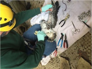 Caption info: DNR wildlife technician Brad Johnson examines the wing of a peregrine falcon chick after successfully attaching a leg band June 23. The bird was one of three that hatched at a nest box on the Portage Lake Lift Bridge this year. (MDOT photo) 