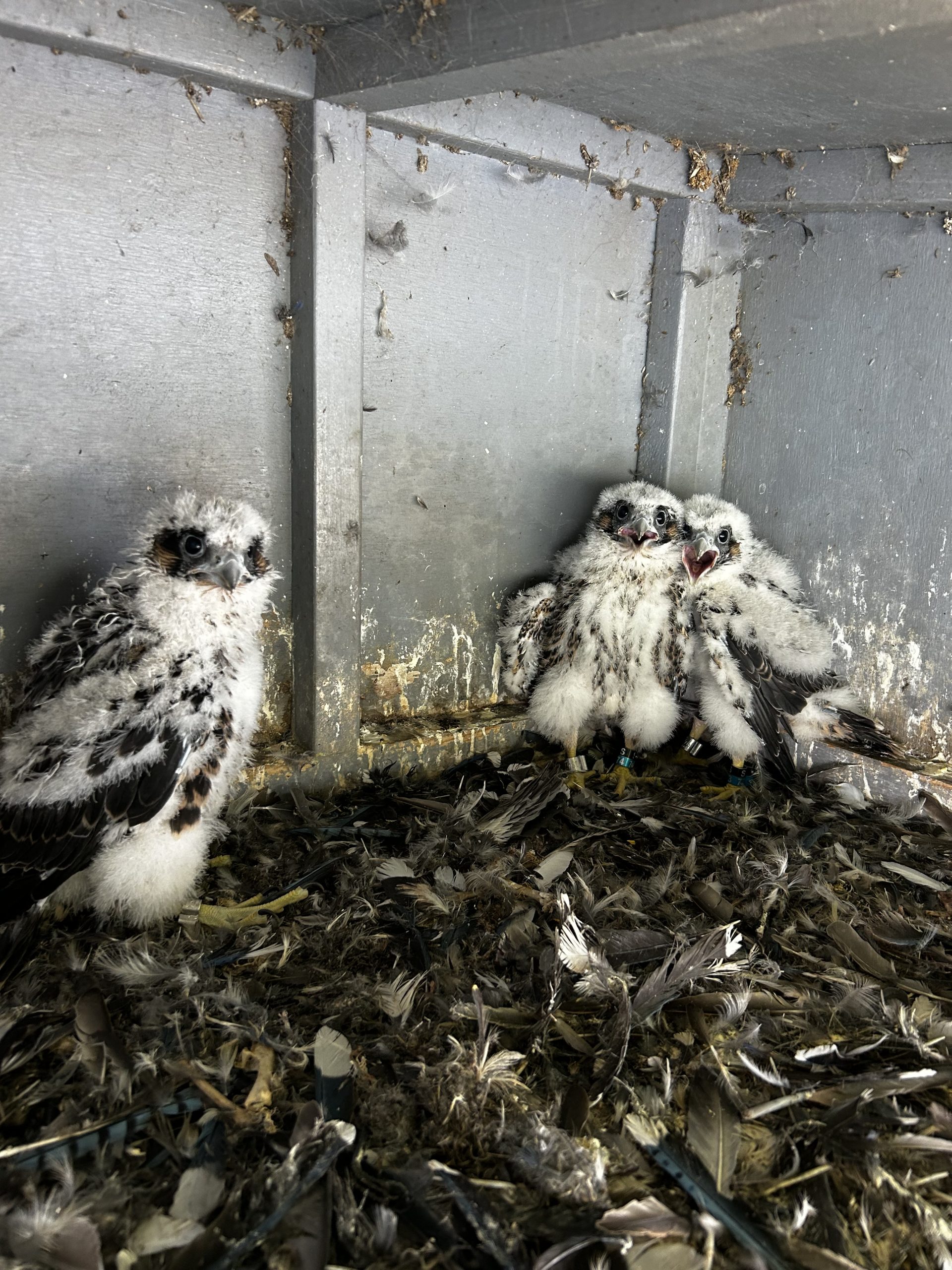 You are currently viewing Falcons banded at International Bridge